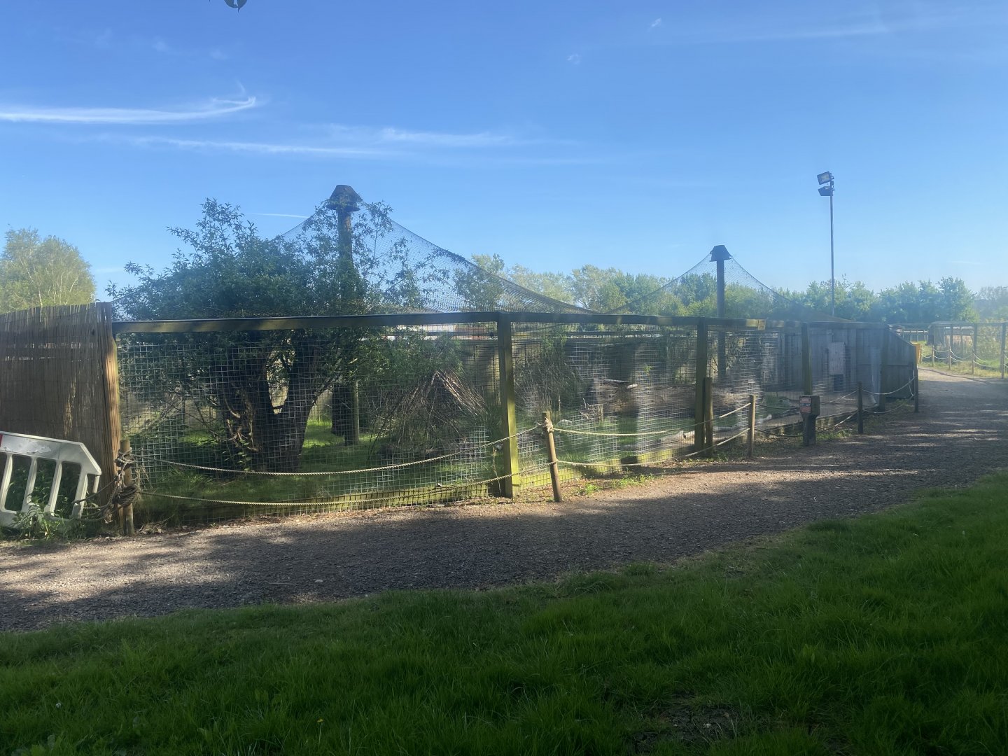 Kirk’s dik-dik enclosure 280425