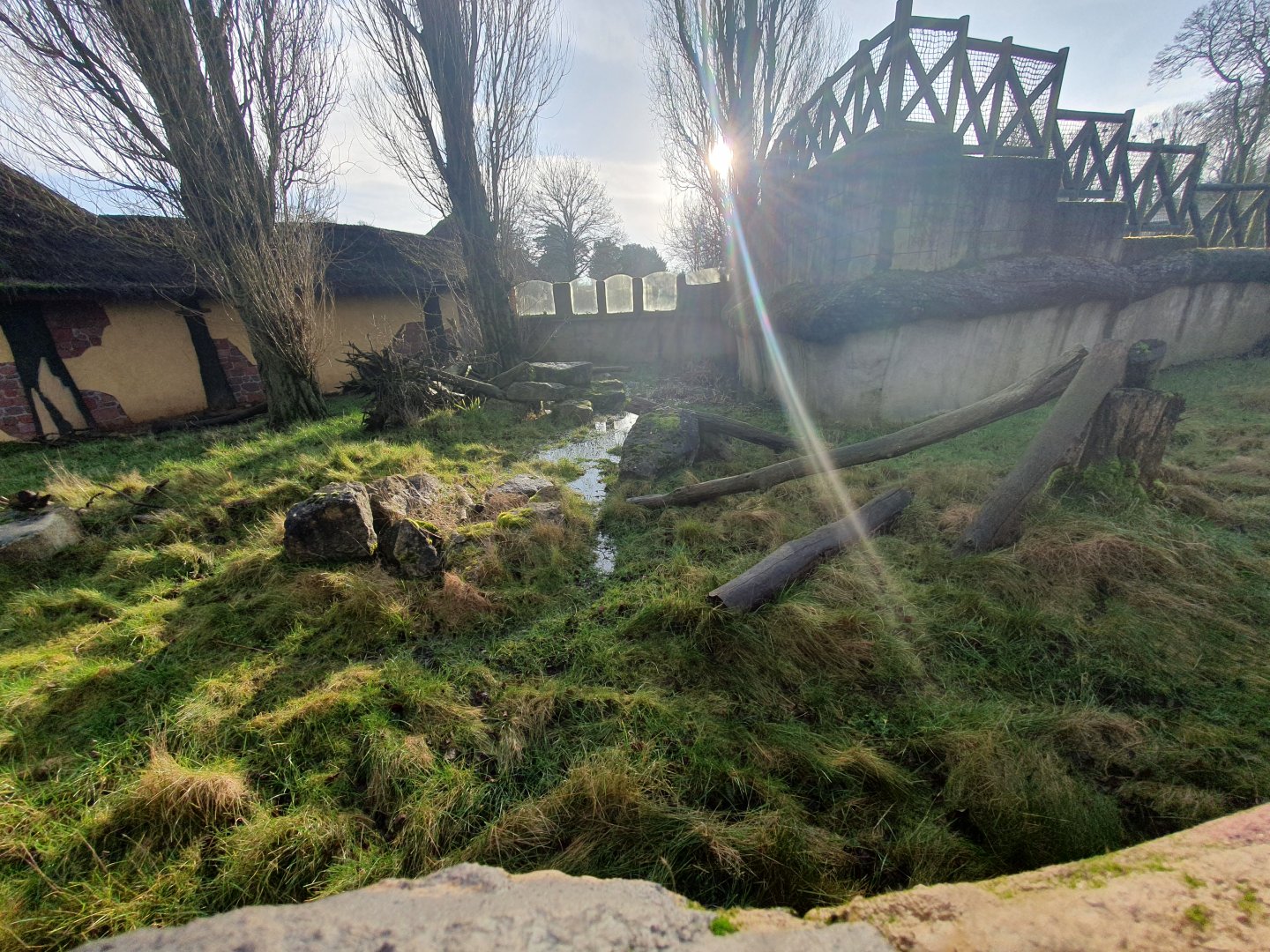 Kirk's Dik Dik enclosure 3/1/24