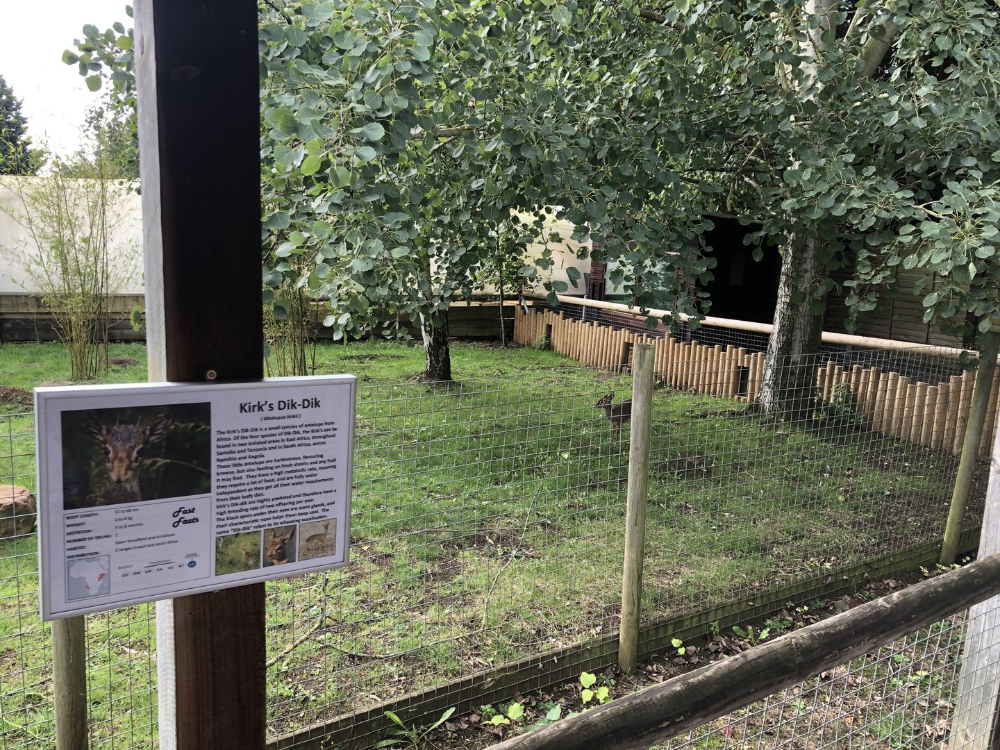 Kirk's Dik-Dik Enclosure at Hamerton Zoo Park (October 2023)