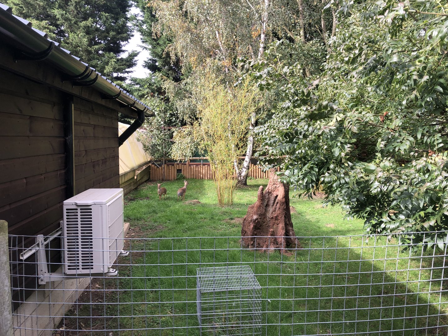 Kirk's Dik-Dik Enclosure at Hamerton Zoo Park (October 2023)
