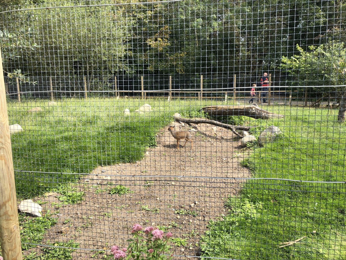 Kirk's Dik-Dik Enclosure at Lakeland Wildlife Oasis (2020)