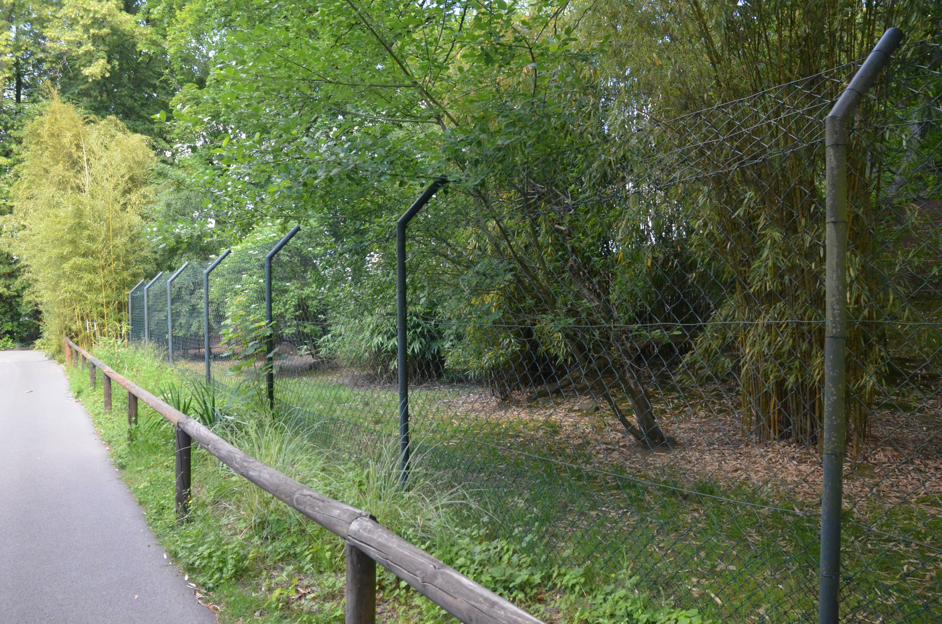 Kirk's Dik-dik Enclosure at Wuppertal, 16/06/19