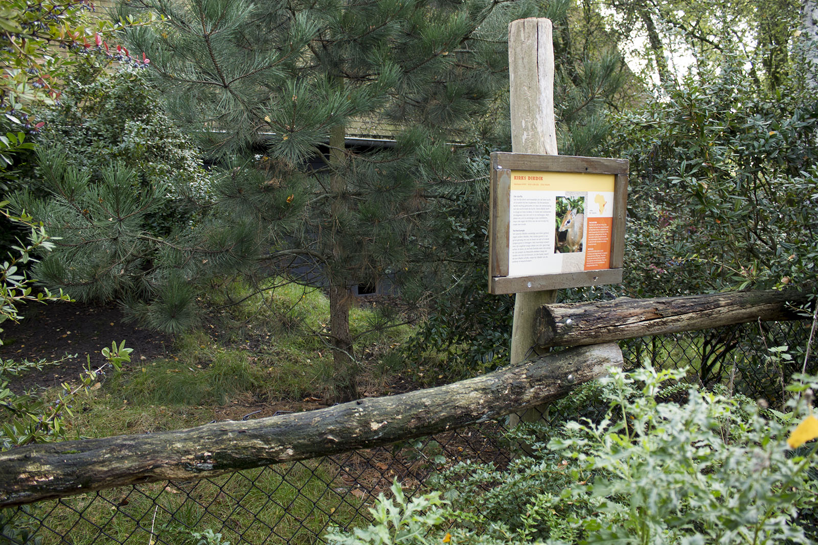 Kirks dik-dik enclosure