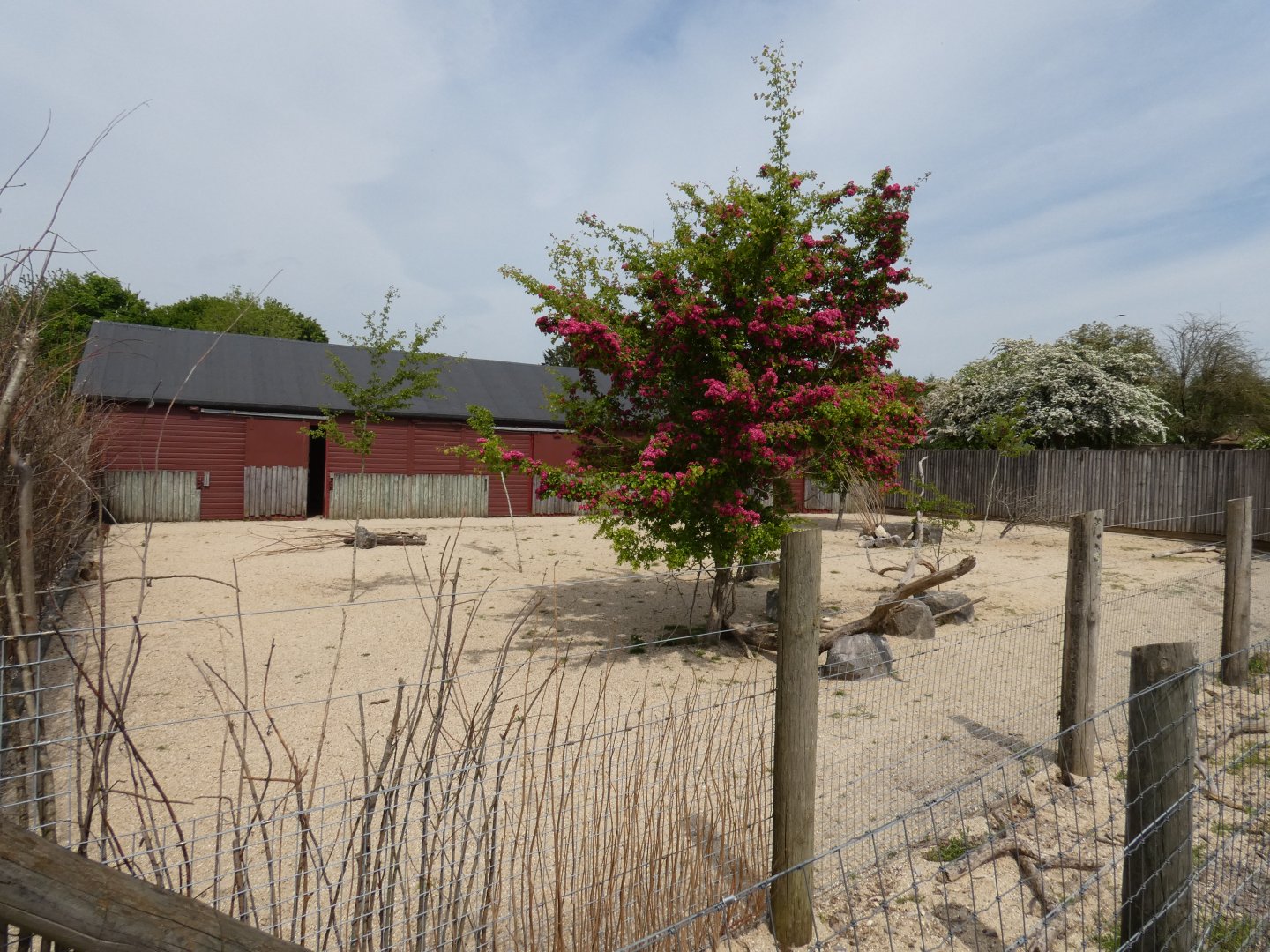 Kirk's dik-dik enclosure