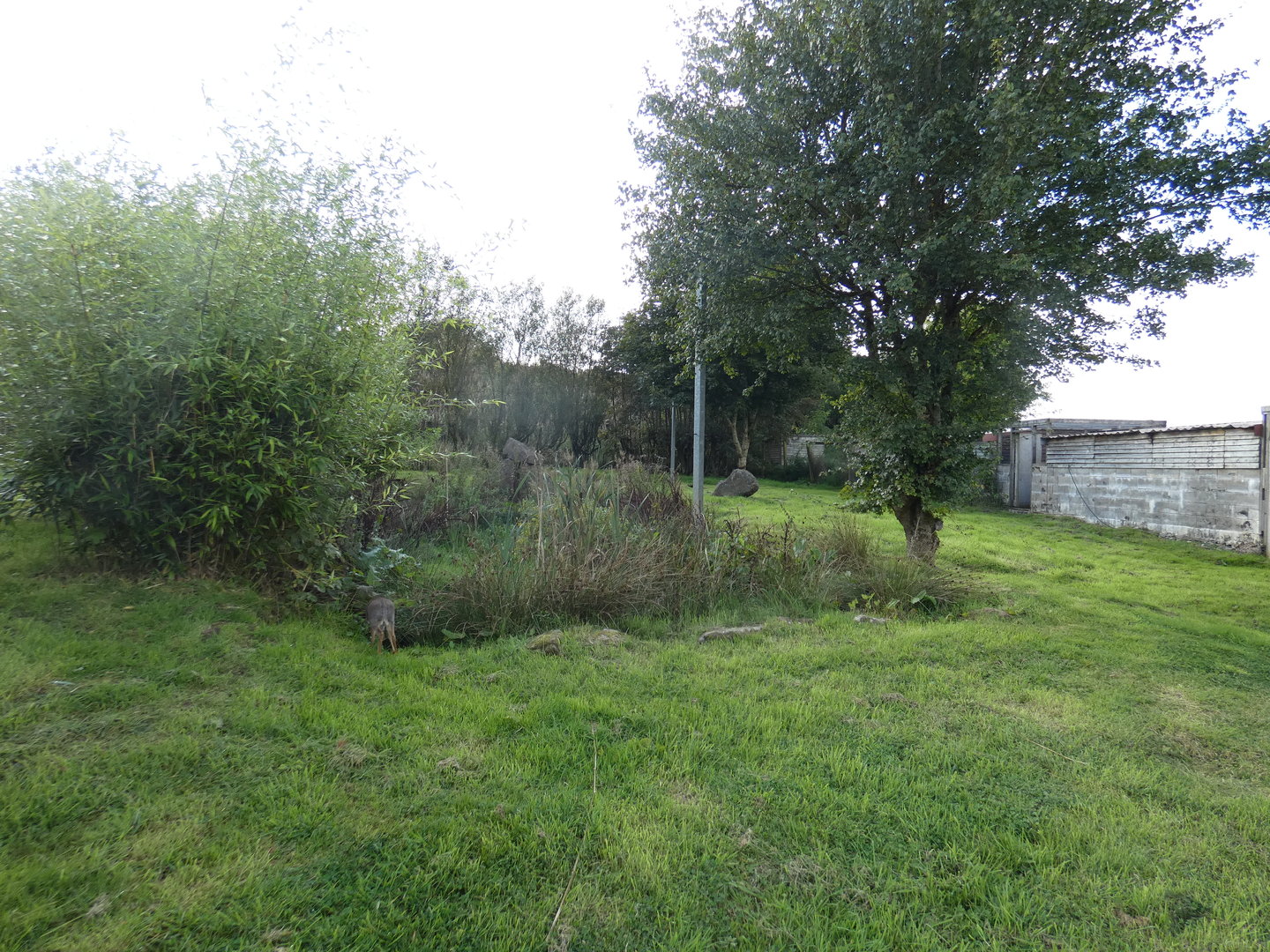 Kirk's dik-dik enclosure