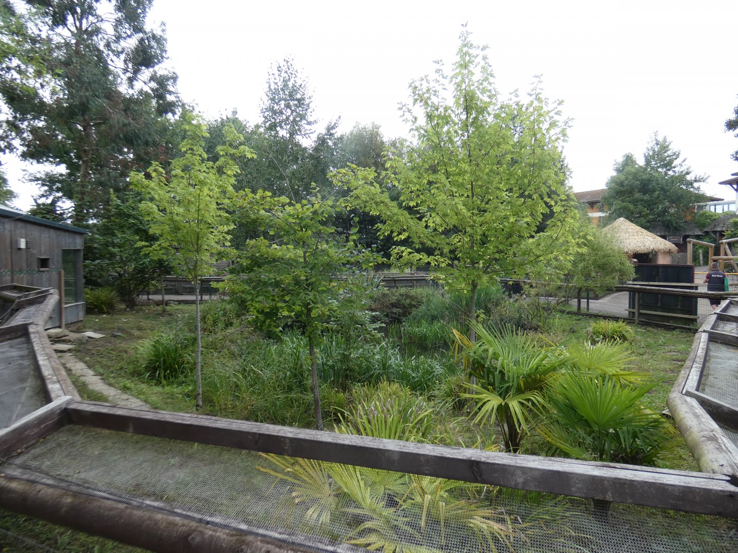 Kirk's dik-dik enclosure