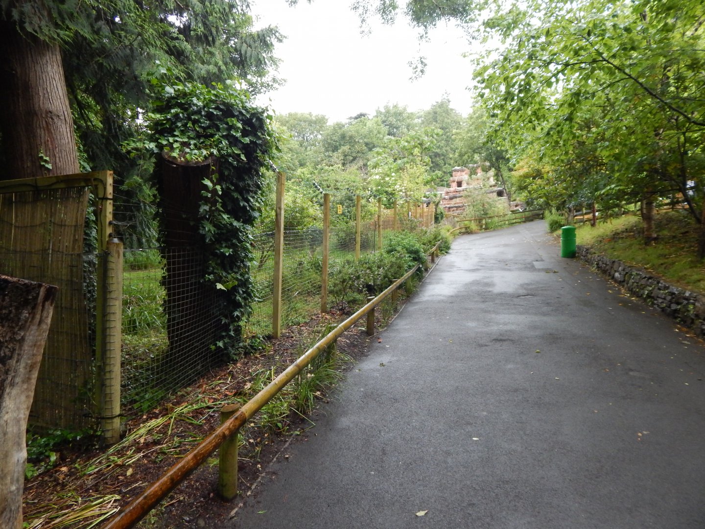KIrk's dik-dik exhibit 130624