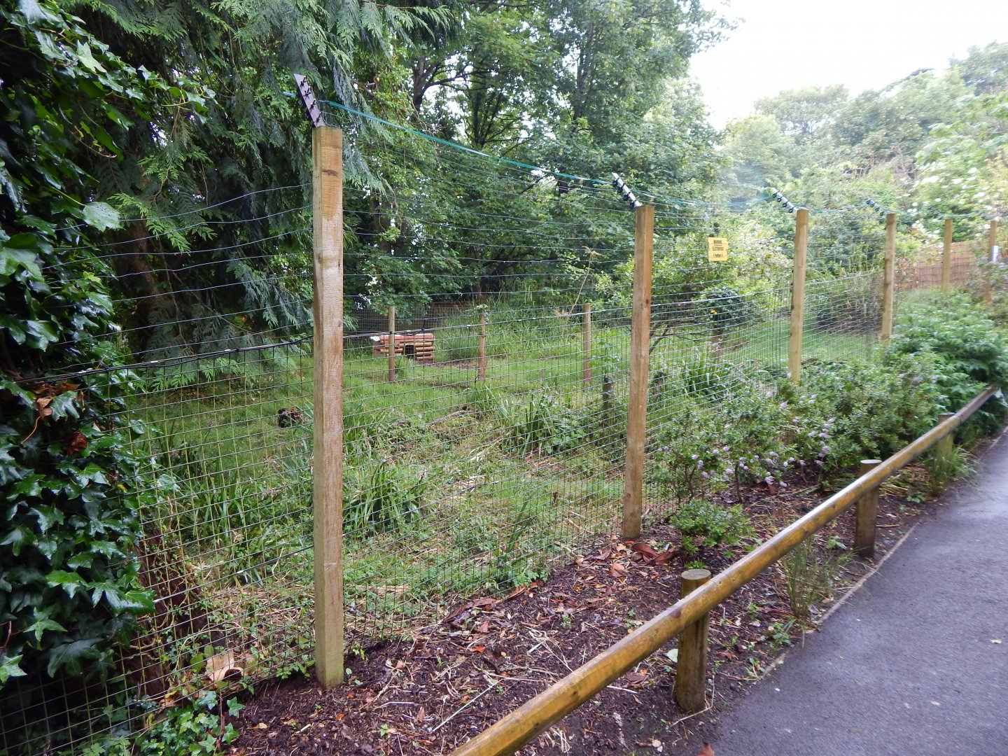 Kirk's dik-dik exhibit 130624