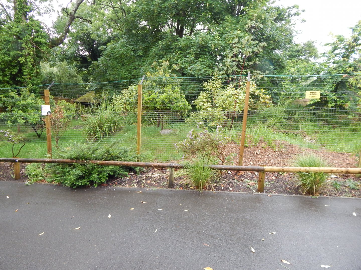 Kirk's dik-dik exhibit 130624