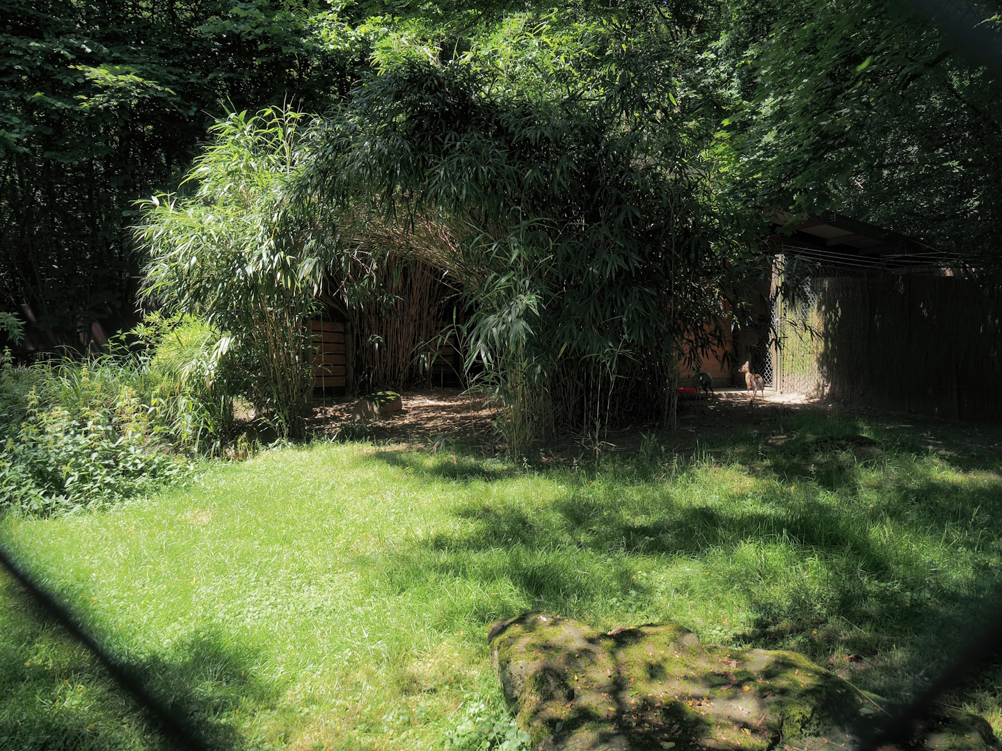 Kirk's dik-dik exhibit, 2024-06-08