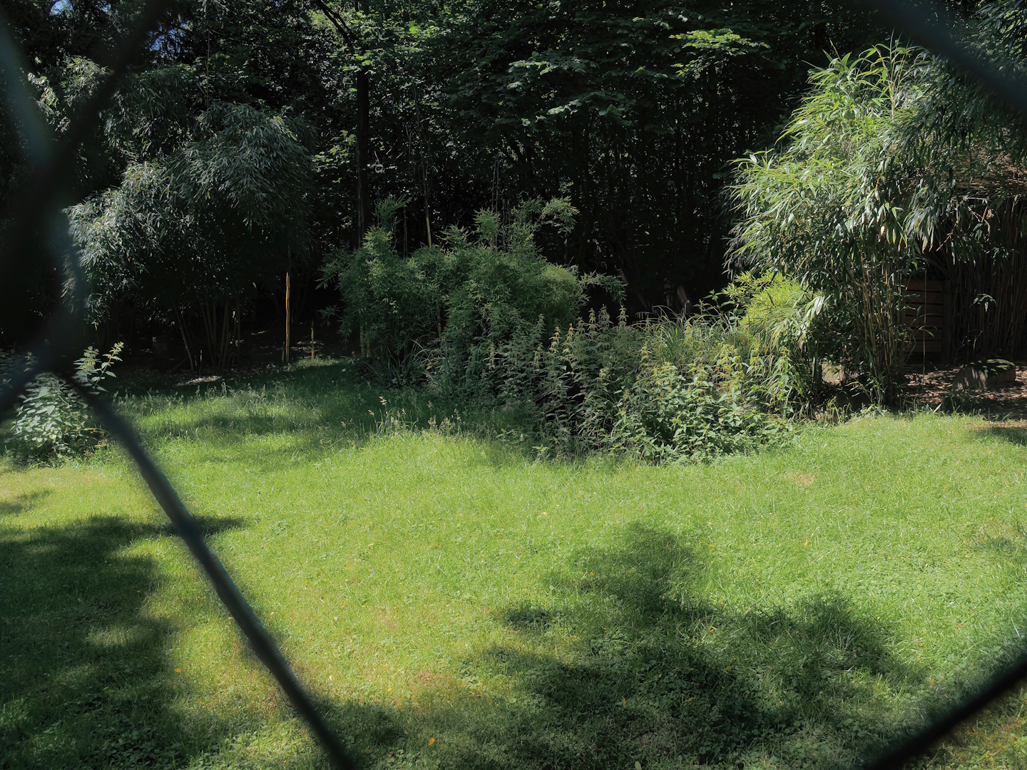 Kirk's dik-dik exhibit, 2024-06-08
