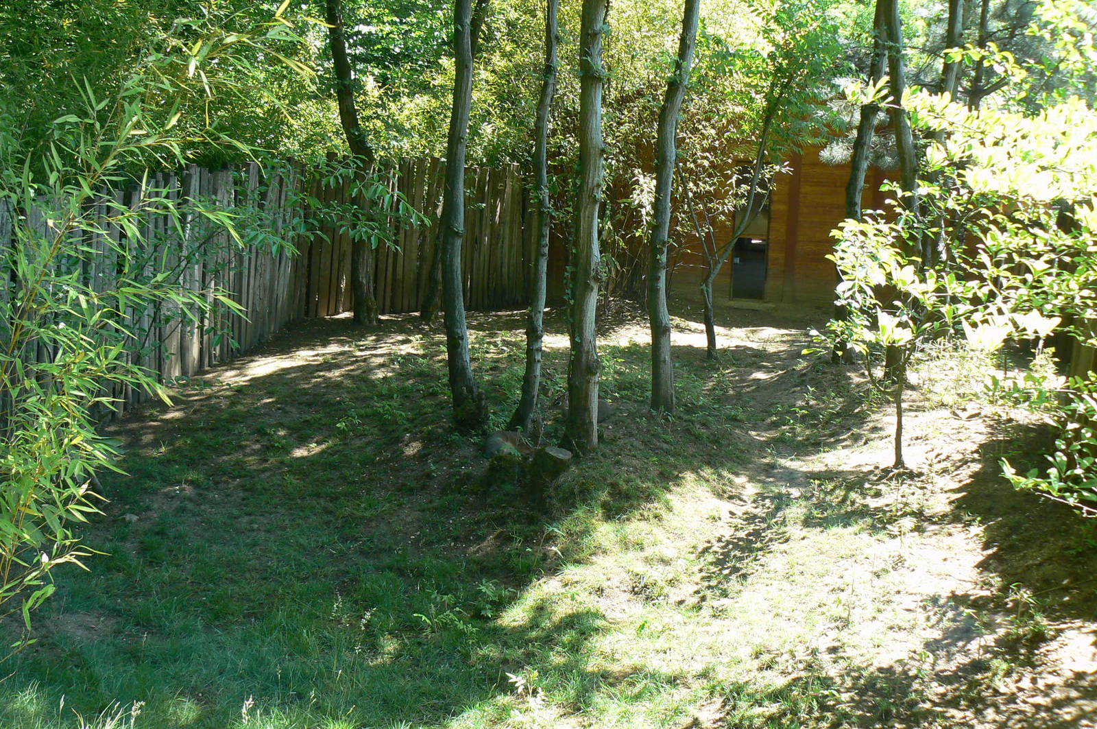 Kirk's dik-dik exhibit