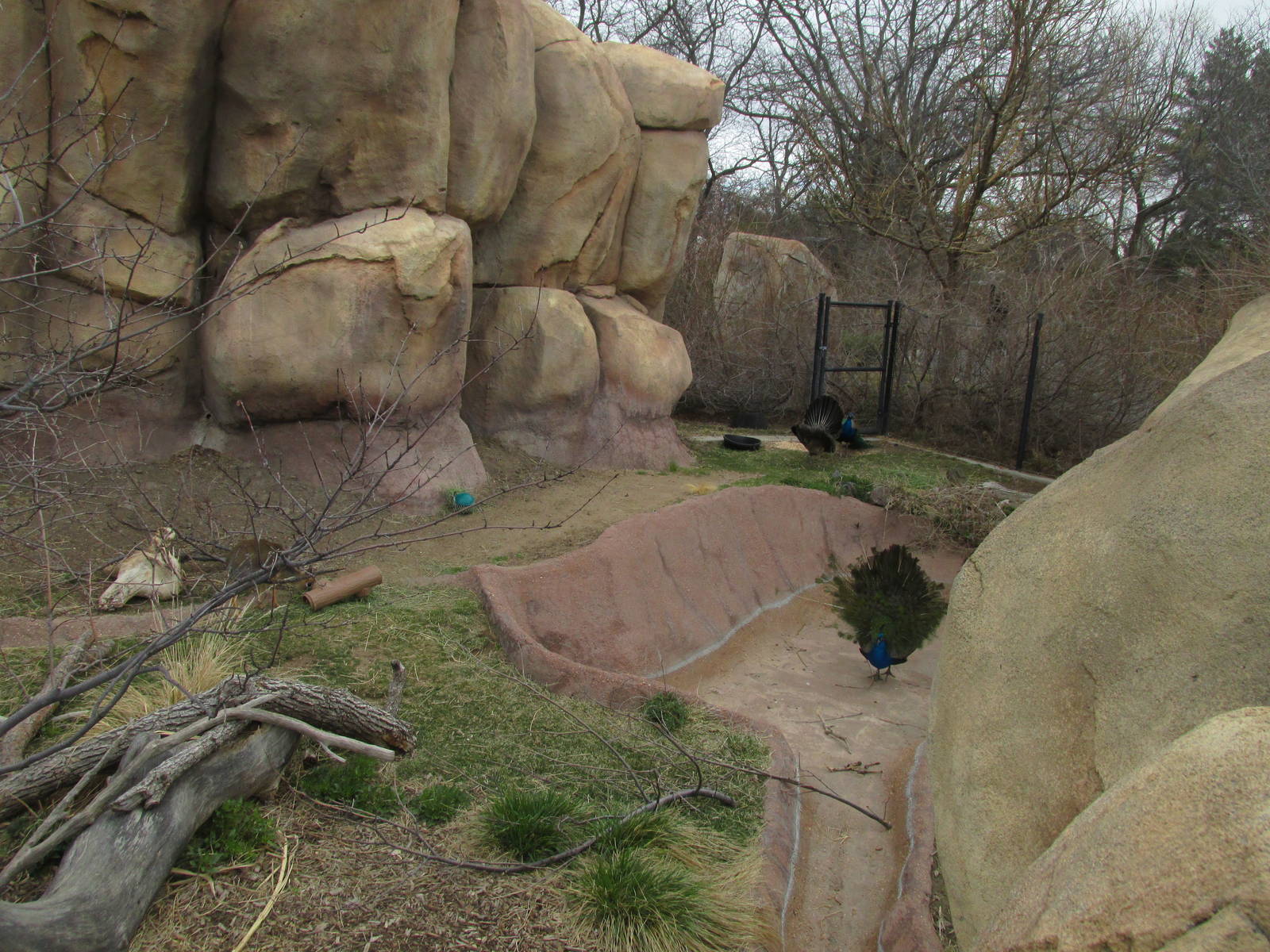 Kirk's Dik Dik Exhibit