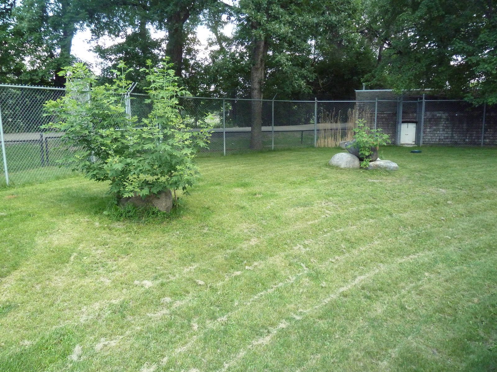 Kirk's Dik-Dik Exhibit