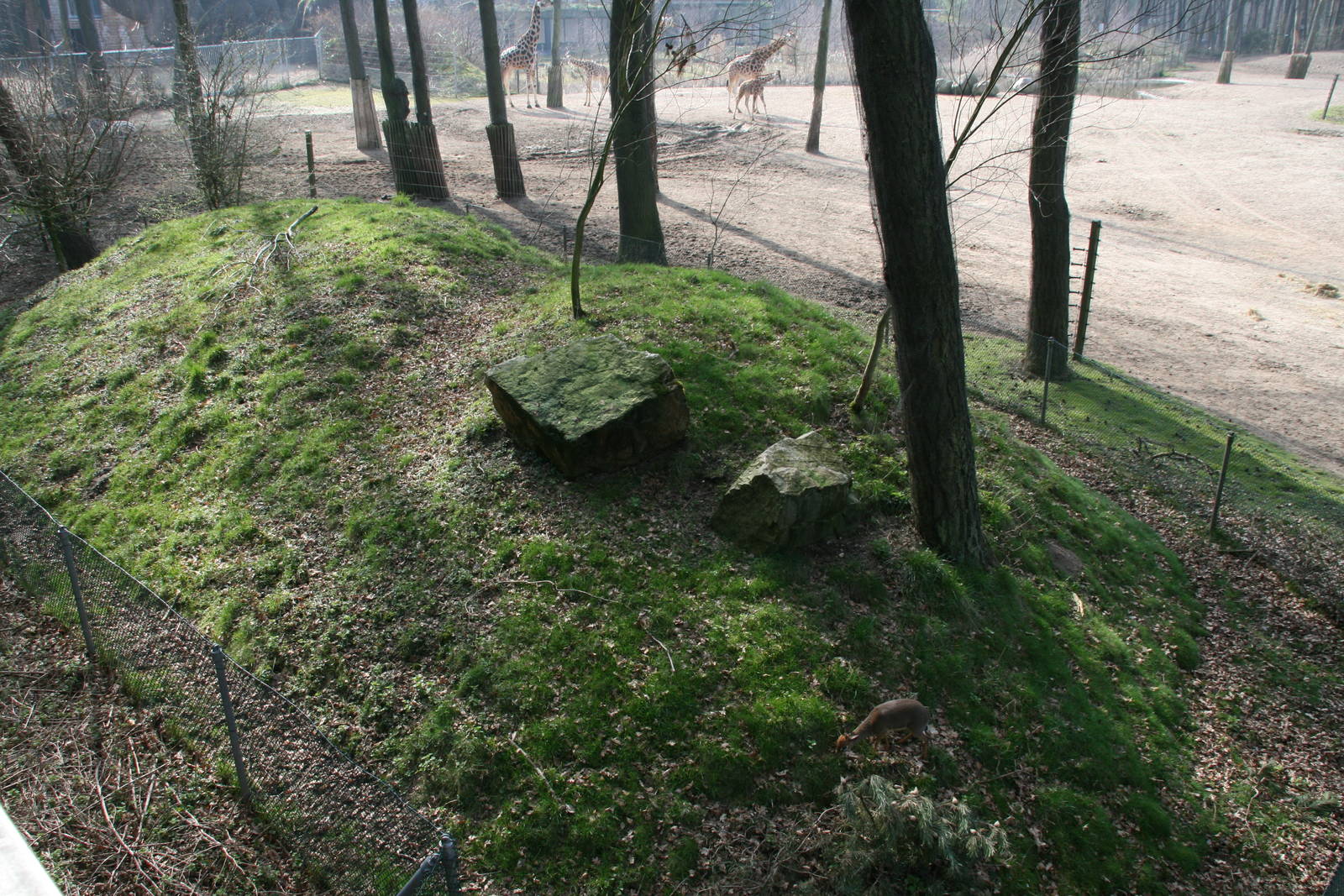 Kirk's dik-dik exhibit
