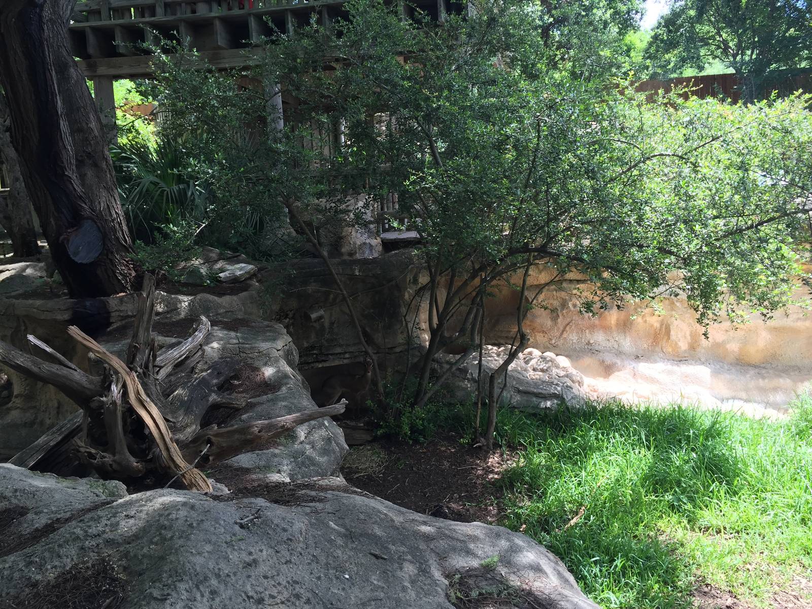 Kirk's Dik-Dik Exhibit