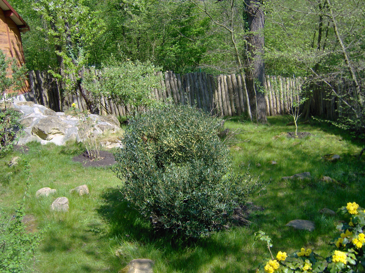 Kirk's Dik-dik Exhibit