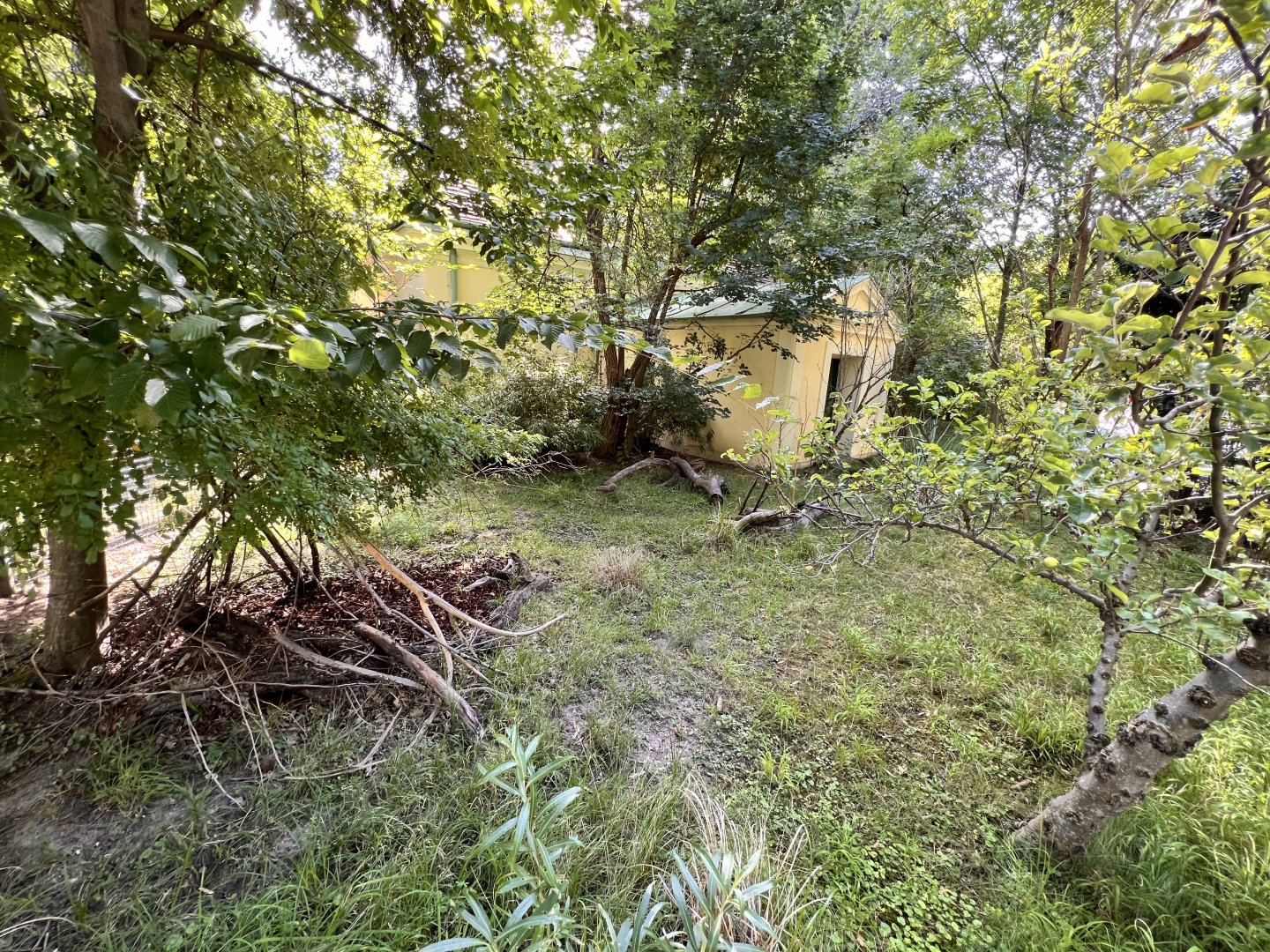 Kirk's Dik-Dik Exhibit