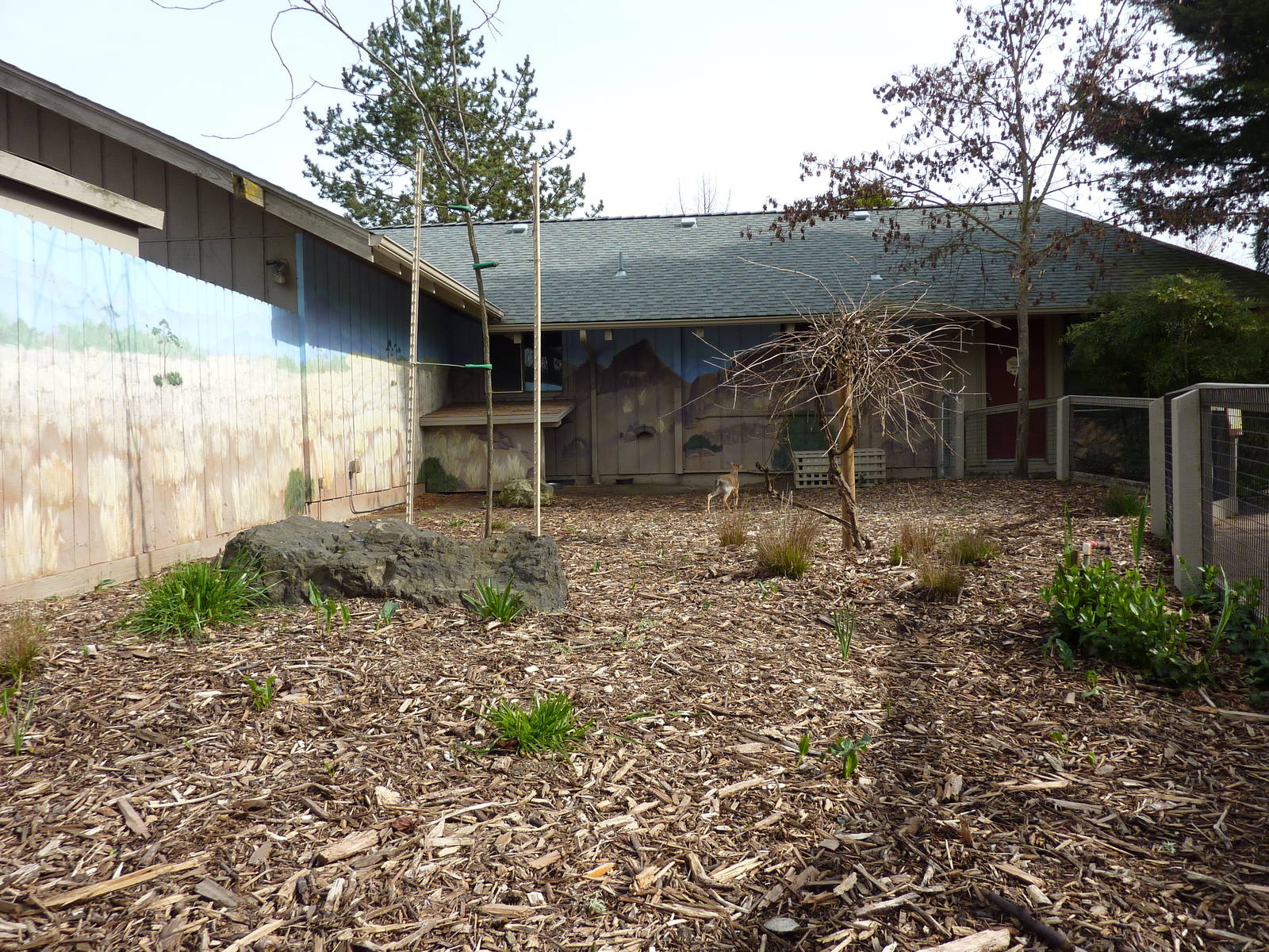 Kirk's Dik-Dik Exhibit