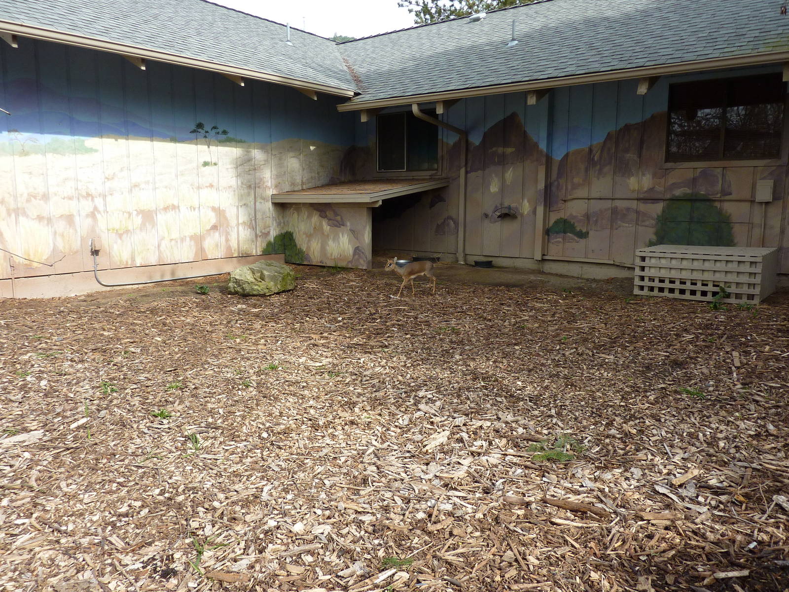 Kirk's Dik-Dik Exhibit