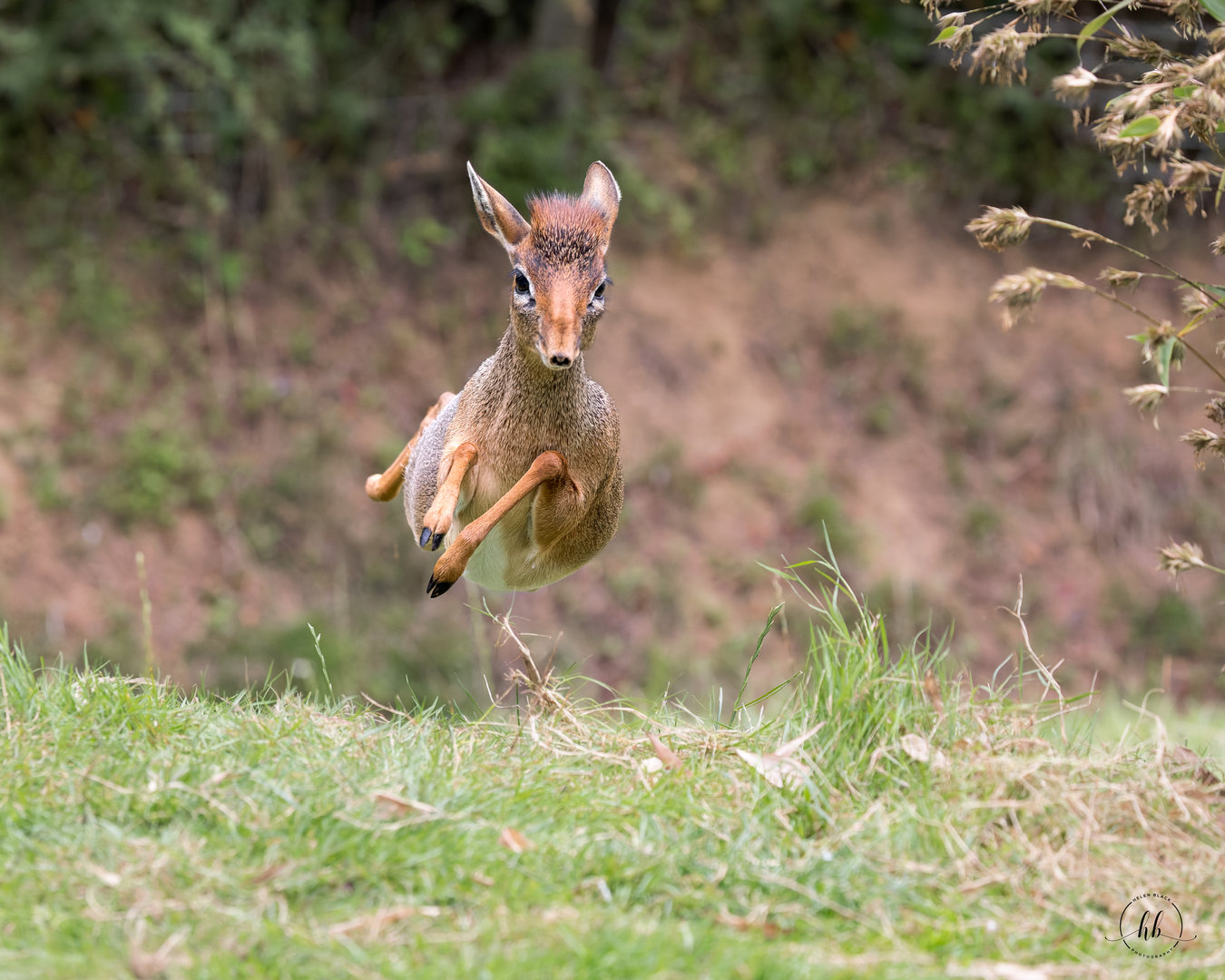 Kirk's Dik-dik (f) / Colchester Zoo / 31-7-23