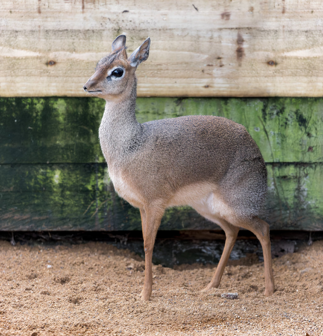 Kirk's Dik-Dik (f) / Hamerton / 27-2-23