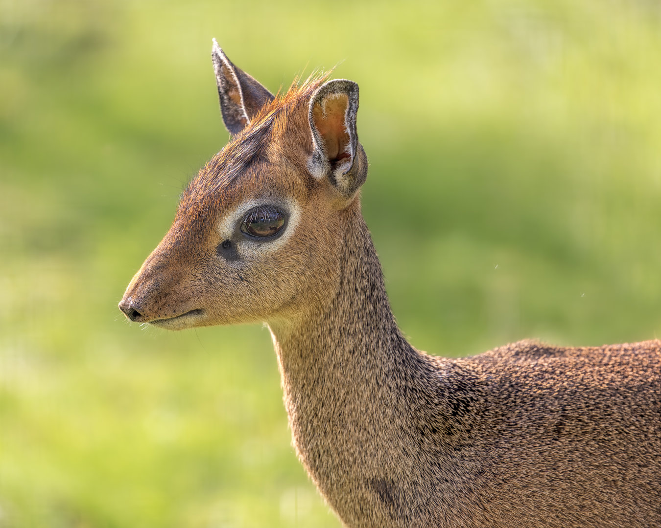 Kirk's Dik-dik (f) / Hamerton / 3-5-23