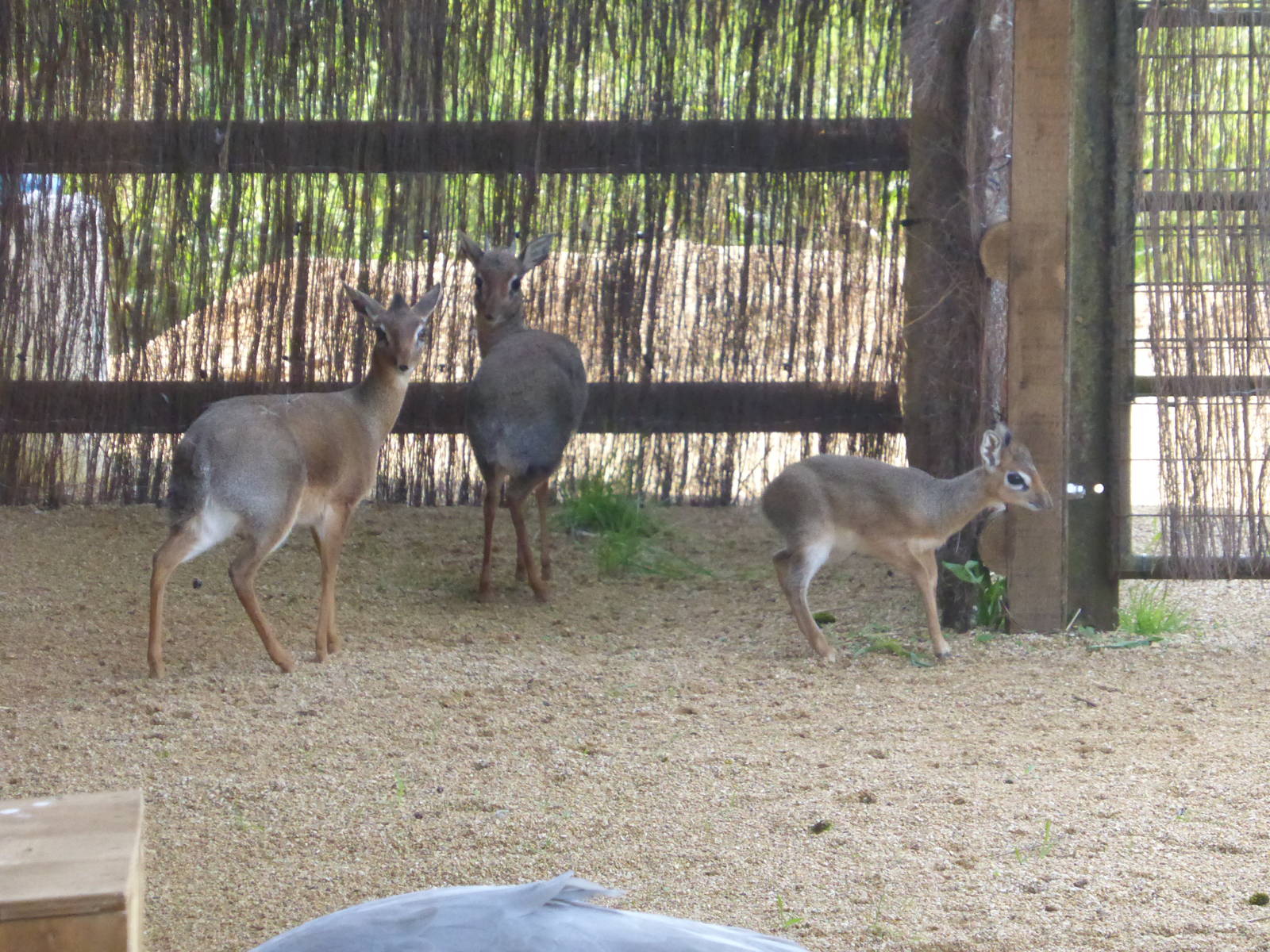 Kirk's dik-dik family - Little Africa .