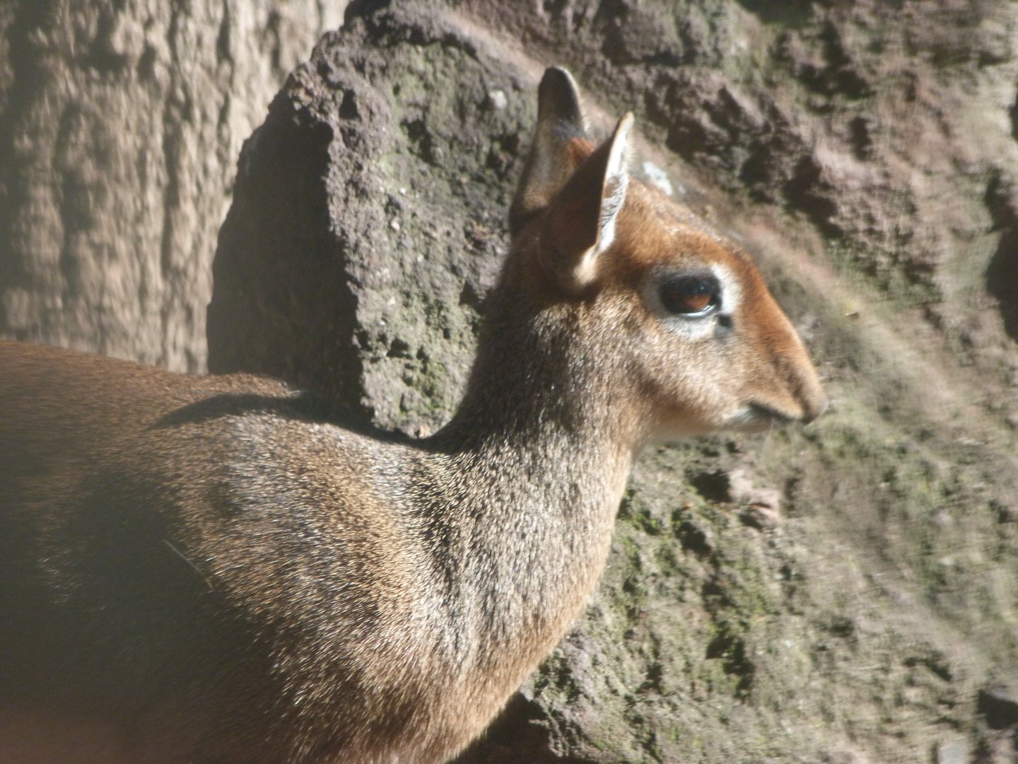 Kirk’s dik-dik -Faunia (2025)