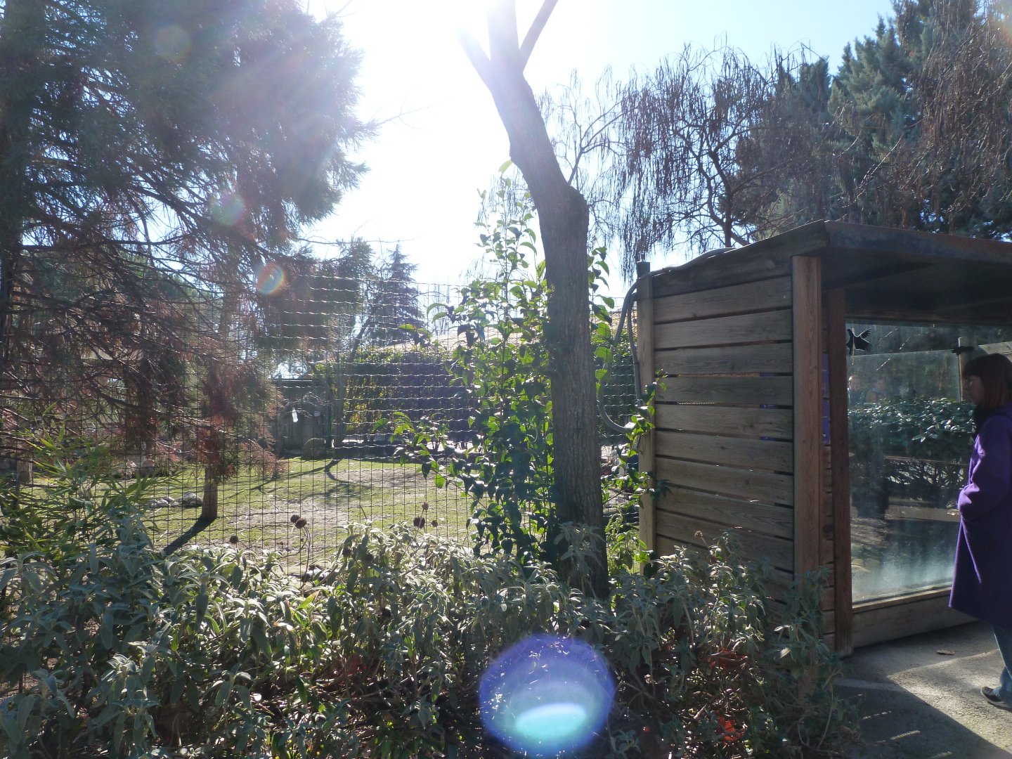 Kirk’s dik-dik, Grey-crowned crane, Aldabra giant tortoise and African spurred tortoise exhibit -Faunia (2025)