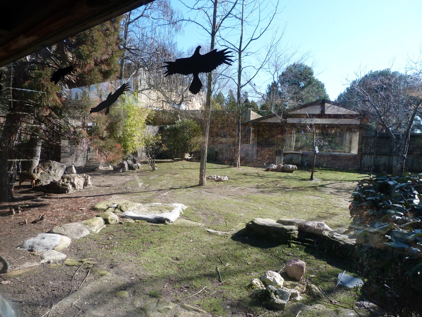 Kirk’s dik-dik, Grey-crowned crane, Aldabra giant tortoise and African spurred tortoise exhibit -Faunia (2025)