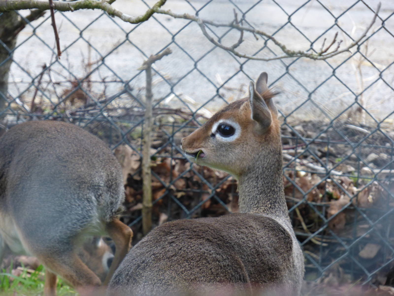 Kirks Dik Dik in Grey Crowned Crane Exhibit