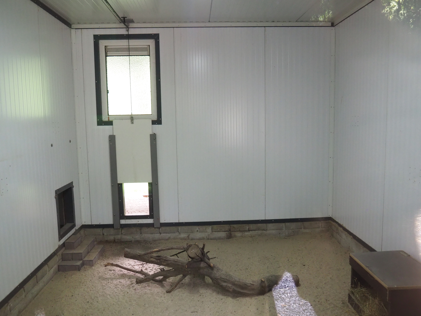 Kirk's dik-dik indoor exhibit, 2022-05-17