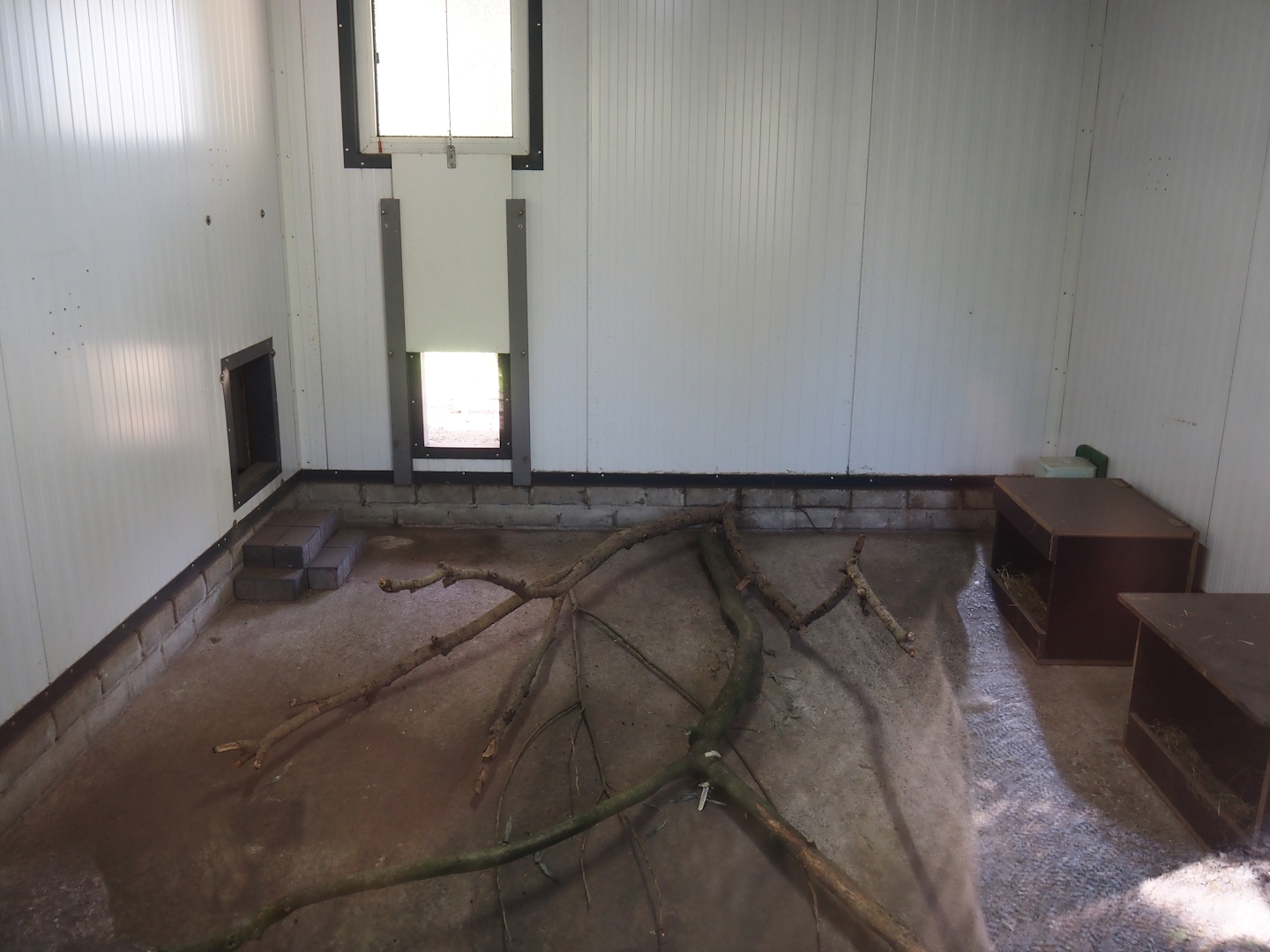 Kirk's dik-dik indoor exhibit, 2025-04-12