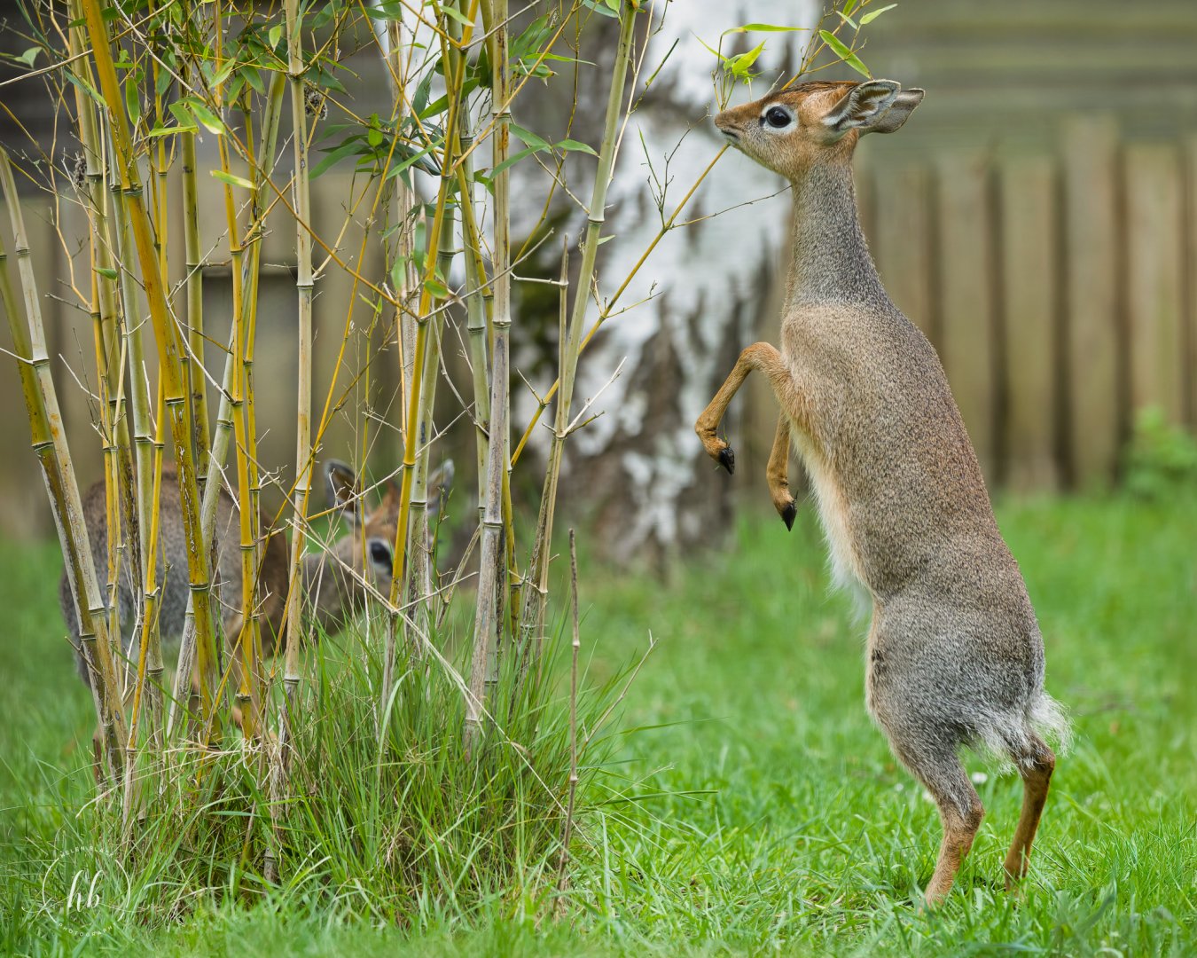 Kirk's dik-dik (juvenile female) / Hamerton / 24-4-25