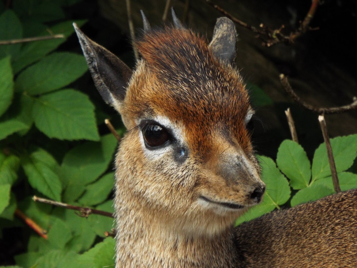 Kirks Dik-Dik, Longleat