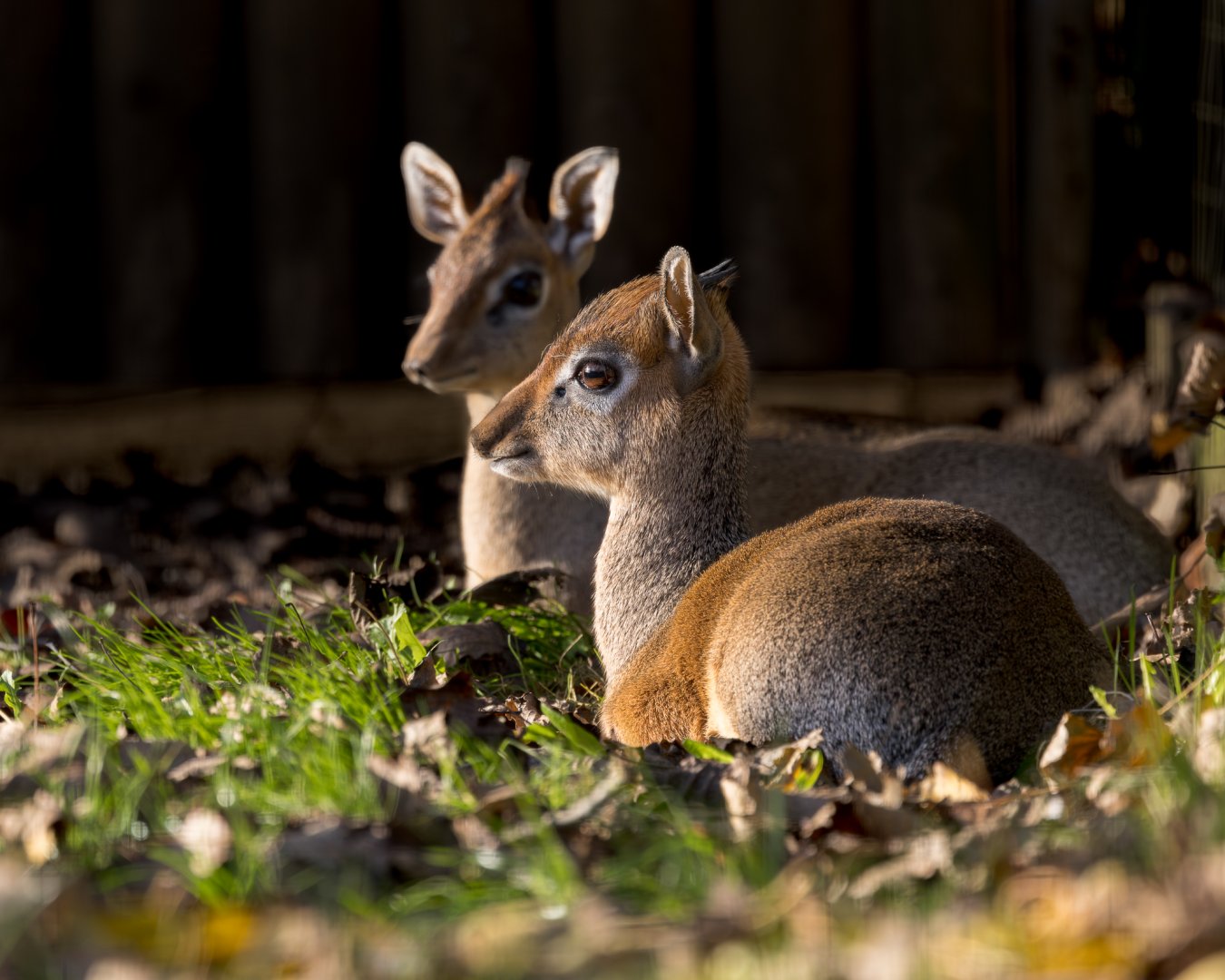 Kirk's Dik-dik (m&f) / Hamerton / 13-11-24