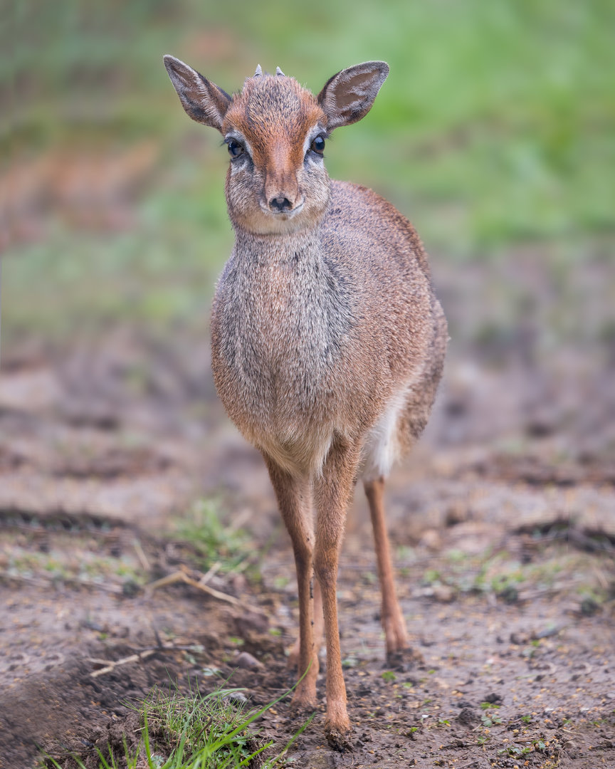 Kirk's Dik-dik (m) / Hamerton / 11-4-23