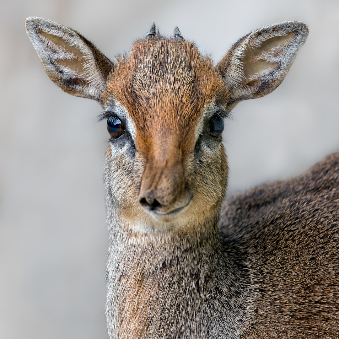 Kirk's Dik-dik (m) / Hamerton / 11-4-23