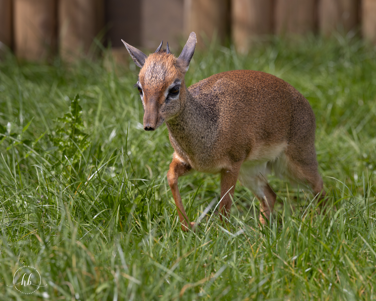 Kirk's Dik dik (m) / Hamerton / 18-4-24
