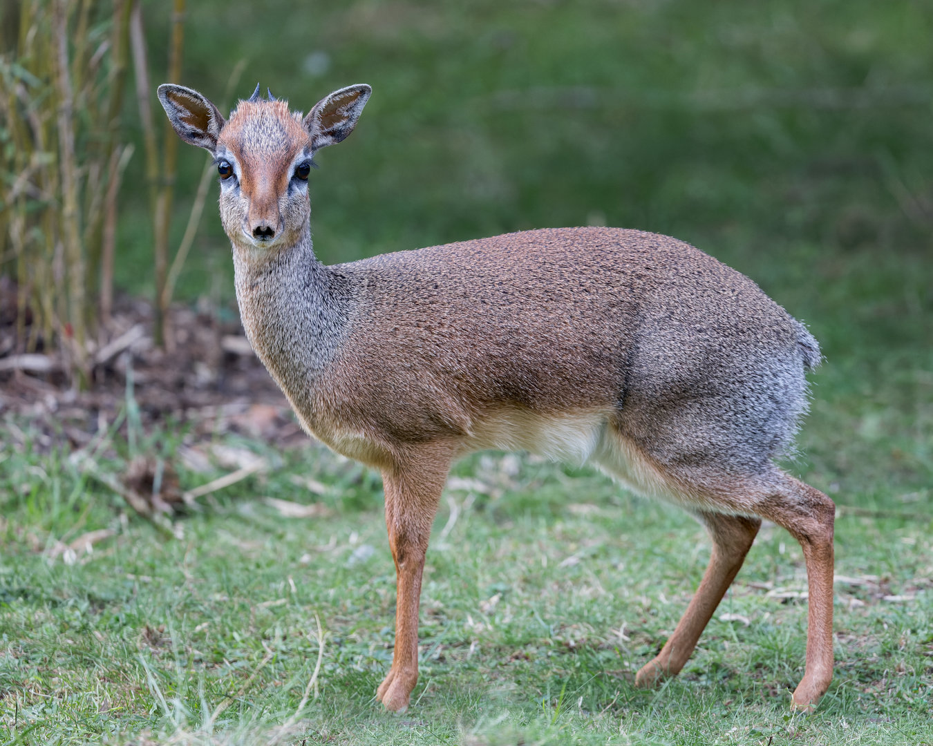 Kirk's Dik-dik (m) / Hamerton / 25-8-23