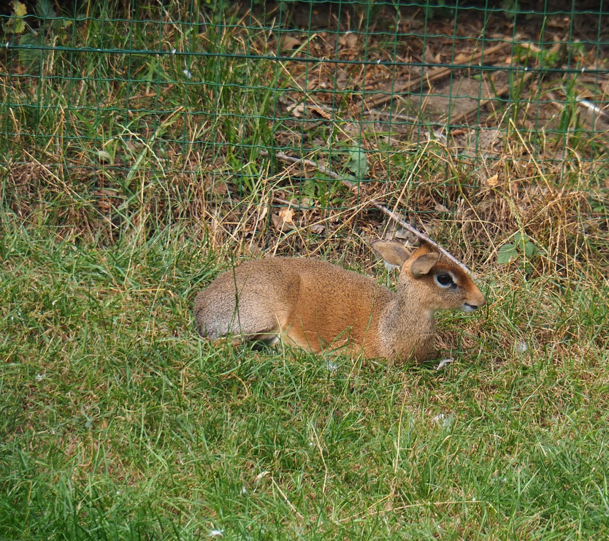 Kirk's dik-dik (Madoqua kirkii), 2019-08-11