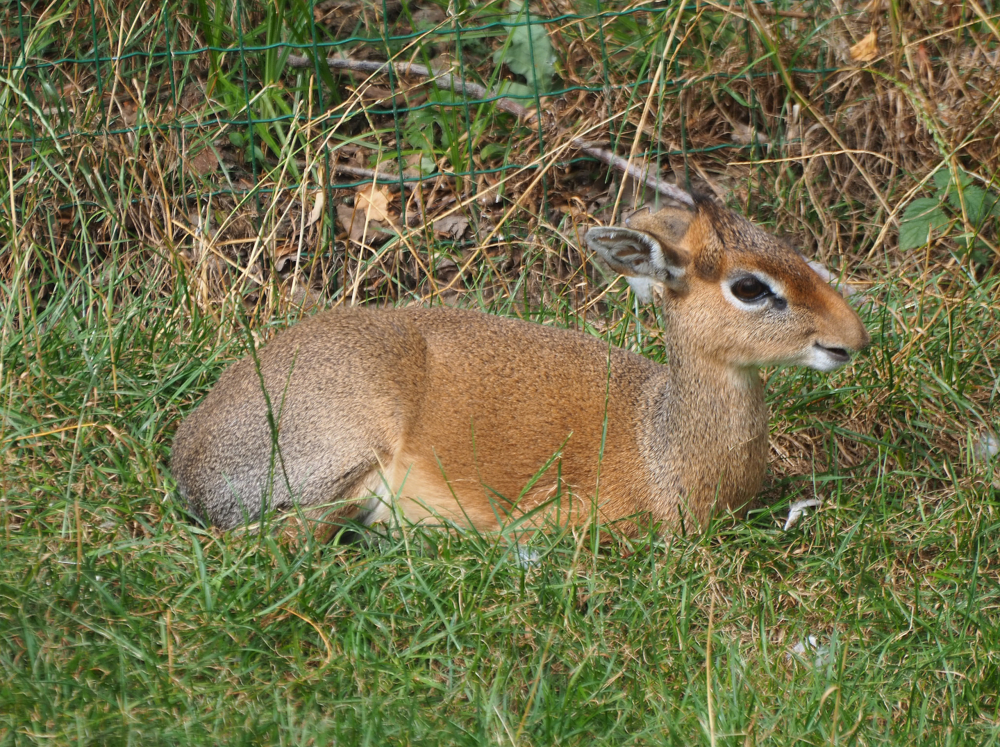 Kirk's dik-dik (Madoqua kirkii), 2019-08-11