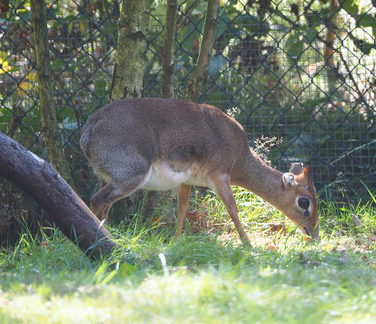 Kirk's dik-dik (Madoqua kirkii), 2019-09-15