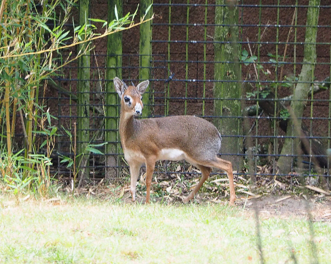 Kirk's dik-dik (Madoqua kirkii), 2020-08-15