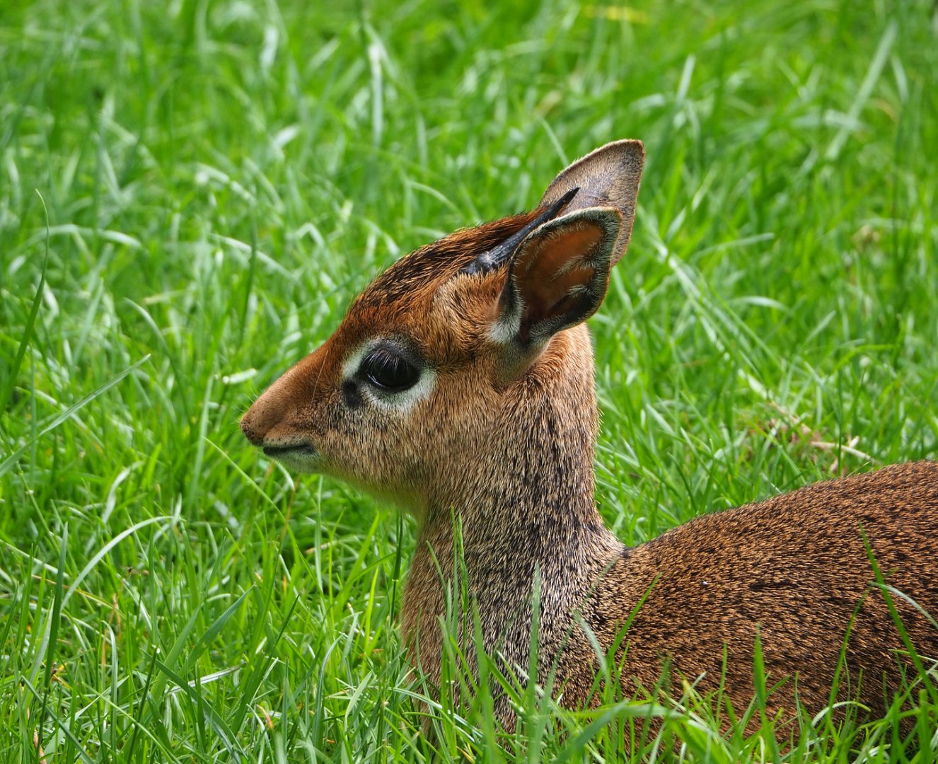 Kirk's dik-dik (Madoqua kirkii), 2022-05-17