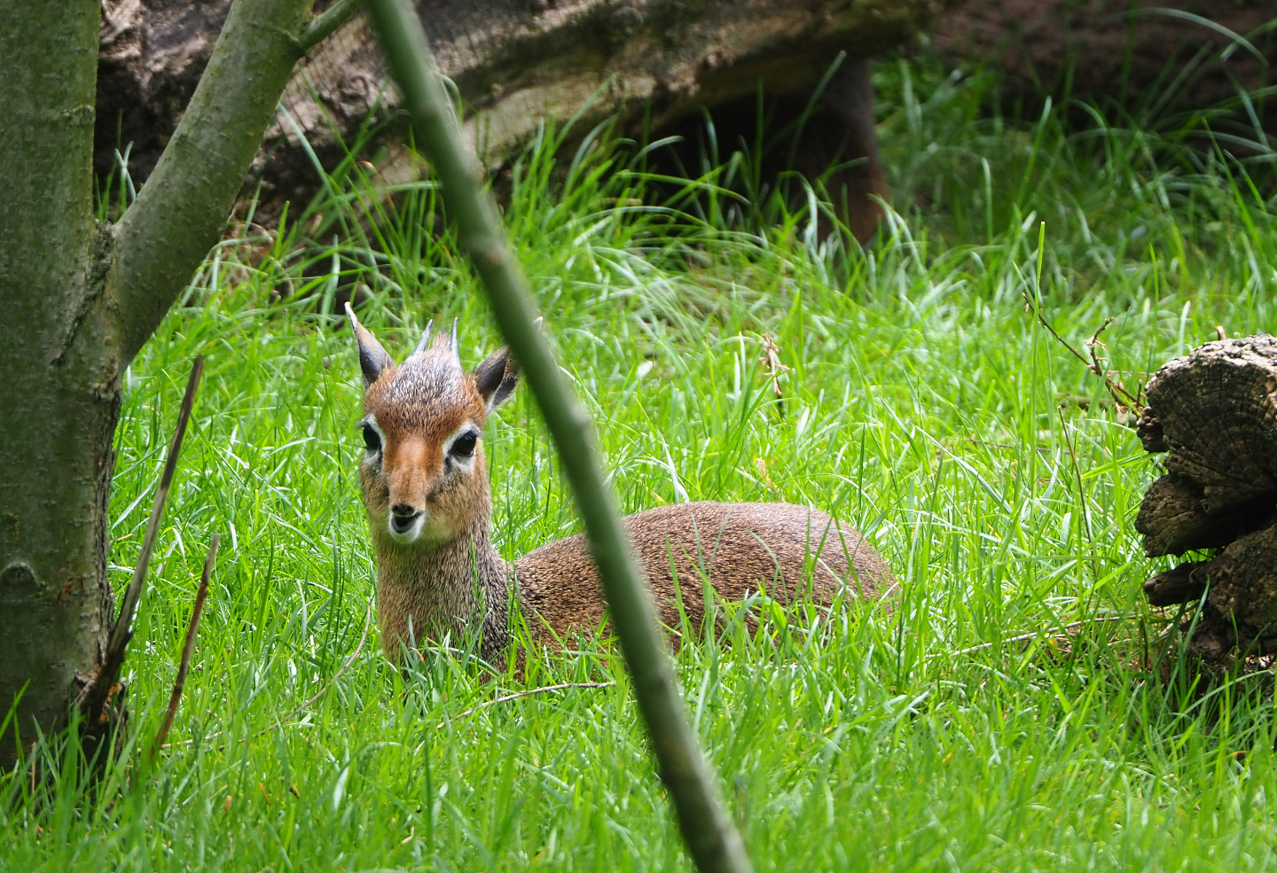 Kirk's dik-dik (Madoqua kirkii), 2022-05-17