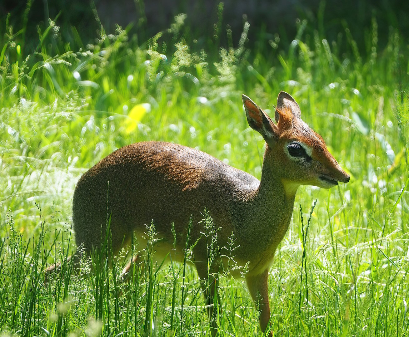 Kirk's dik-dik (Madoqua kirkii), 2022-06-12