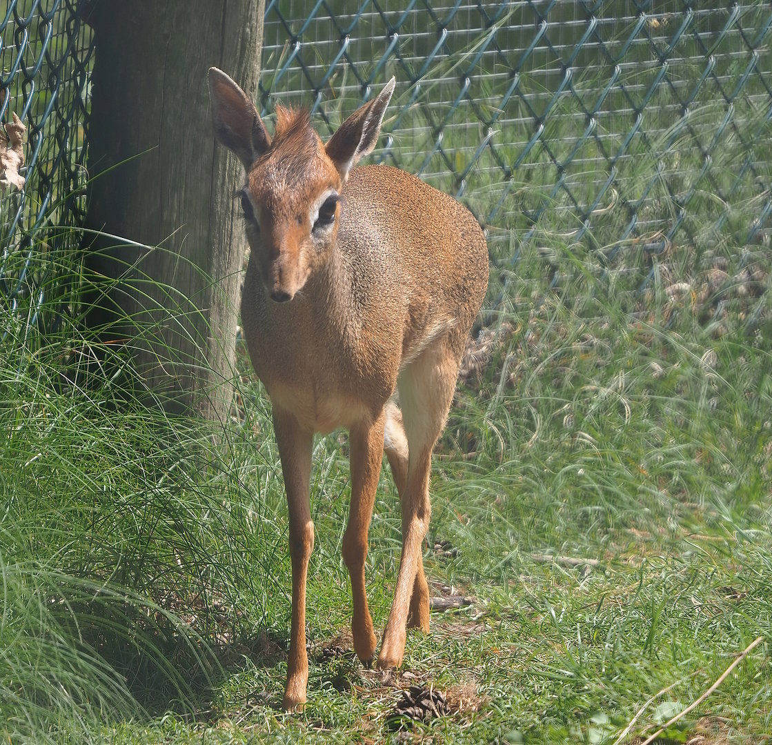 Kirk's dik-dik (Madoqua kirkii), 2022-06-12