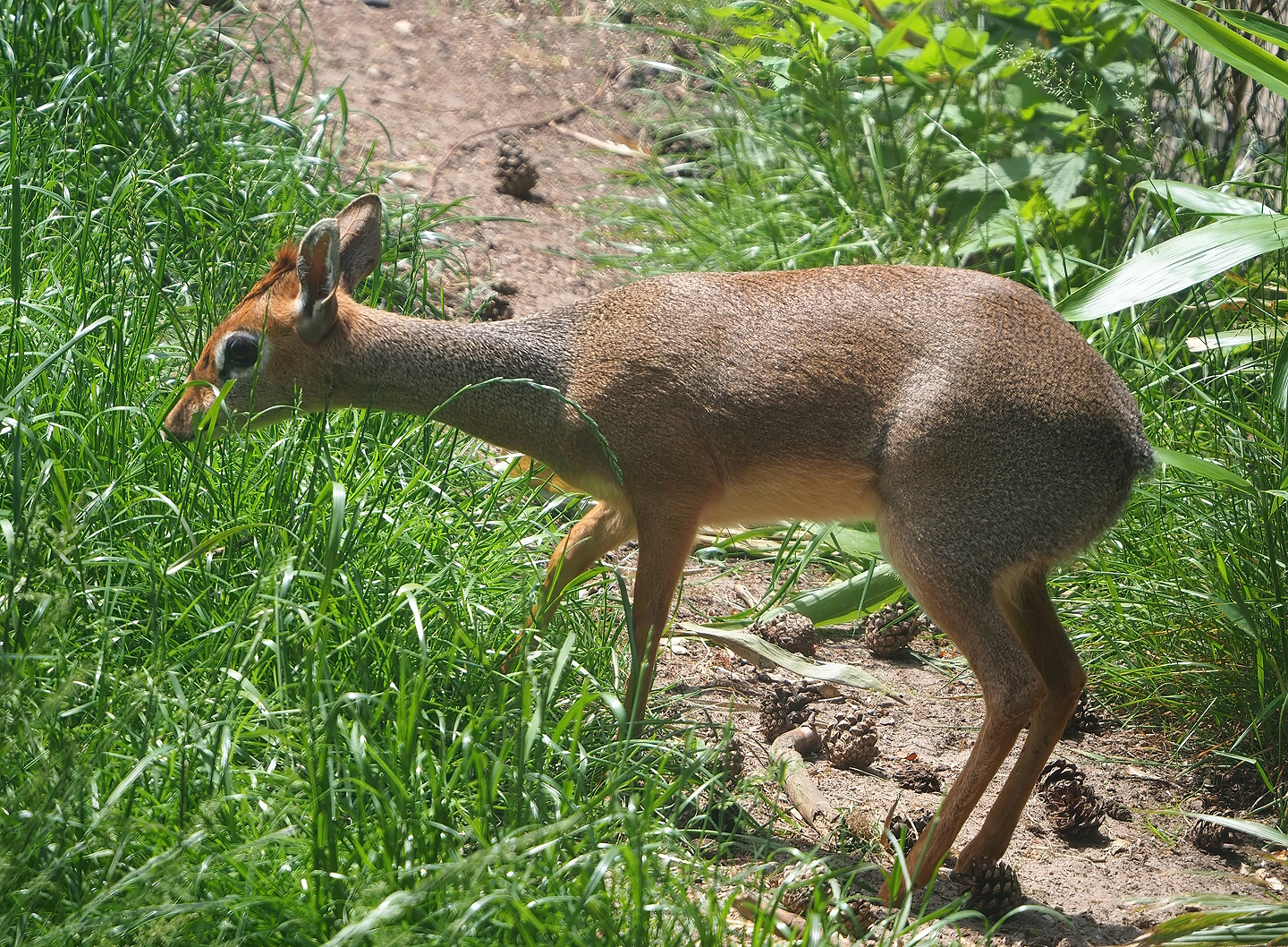 Kirk's dik-dik (Madoqua kirkii), 2022-06-12